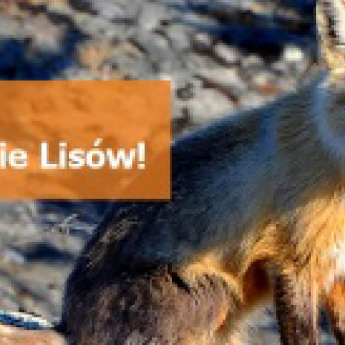 Szczepienia ochronne lisów.