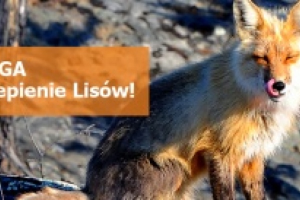 szczepienia ochronne lisów