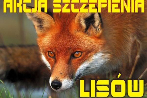 Szczepienia ochronne lisów - plakat