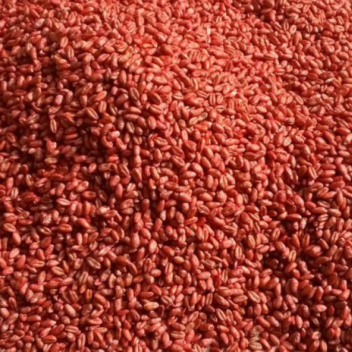 lista odmian zalecanych