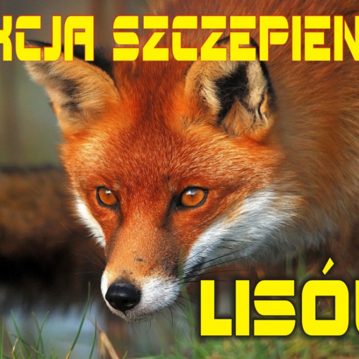 Szczepienia ochronne lisów - plakat