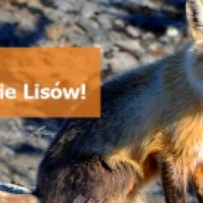 szczepienia ochronne lisów