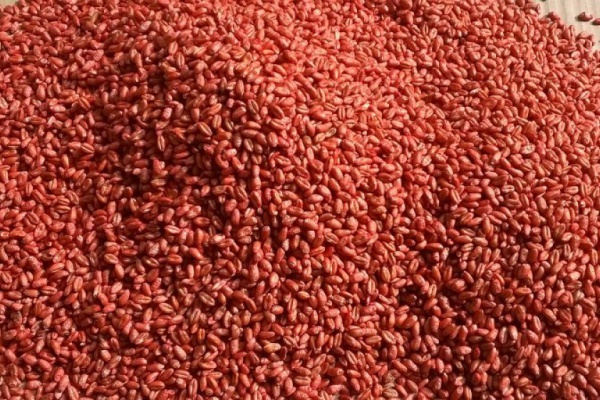 lista odmian zalecanych